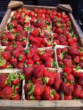Organic Strawberries  Mid-June