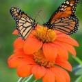 Tithonia rotundifolia