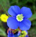 Meconopsis sheldonii