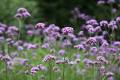 Verbena bonariensis