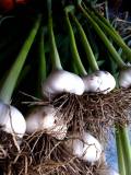 Certified Organic Garlic - 