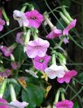 Nicotiana mutabilis