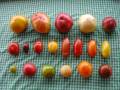 Organic heirloom tomatoes - 