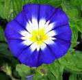 Convolvulus tricolor