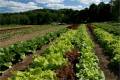 35 acres of Certified Organic Field Crops